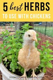 So, how to deter chipmunks using natural products? Ways To Use Herbs In The Chicken Coop Chicken Coop Garden Chicken Garden Herbs For Chickens