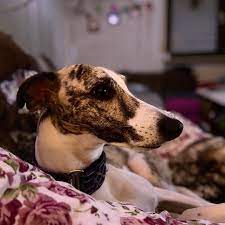 Pinomylove Whippet Whippetofinstagram Whippetlife Whippetlove Whippetpuppy Whippetlover Whippets Instapuppy Shelter Dogs Whippet Puppies Whippet