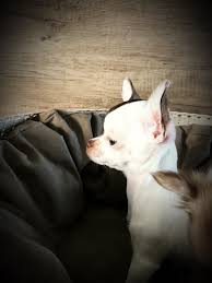 Chihuahua Blanc Chocolat Chihuahua Puppies Animals And Pets