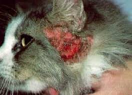 The ear canals may become itchy and inflamed as part of a generalized allergic response, or they may grow infected with yeast or bacteria. Examining And Medicating The Ears Of Your Cat