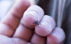 Fleas and ticks are transferred onto your pet through gardens and contact with other pets and animals. The Dangers Of Fleas Ticks In Vermont Diseases Transmitted By Ticks