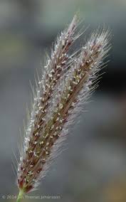 Image result for Tetrapogon