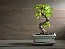 One of the biggest killers of bonsai is watering, whether to much or too little. 7 Care Tips For Growing An Indoor Bonsai Tree