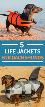 Dachshund Life Jackets Which Are The Best And Are There Any You Should Avoid Dachshunds Doggear Doxies Sausa Dachshund Swimming Dachshund Dog Life Vest