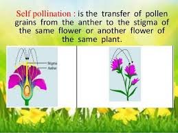 Self Pollination Vs Cross Pollination Define Socratic Pollination Plant Science Teaching Fun