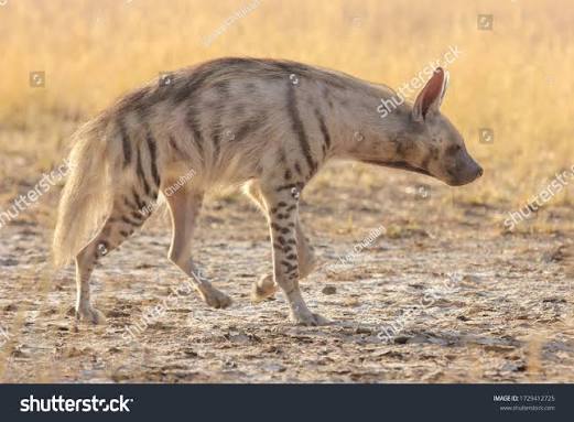 Indian Striped Hyena Juvenile Grasslands India Stock Photo 1729412725 | Shutterstock