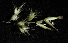 Image result for Schmidtia pappophoroides