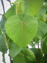 Image result for Macaranga schweinfurthii