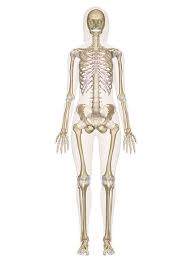 Skeletal System Labeled Diagrams Of The Human Skeleton