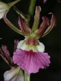 Image result for Eulophia guineensis