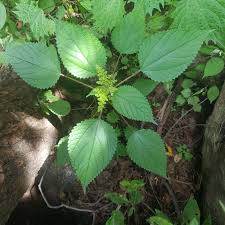 Image result for Laportea ovalifolia