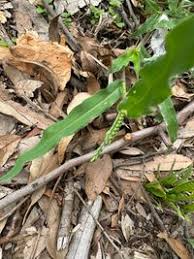 Image result for Urochloa bovonei