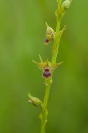 Image result for Schizochilus