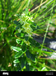 Image result for Cynanchum obtusifolium