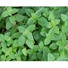 Image result for Platostoma sp. no. 2