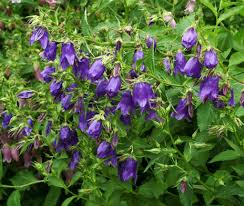 Image result for Campanula