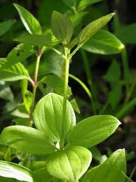 Image result for Rubia cordifolia