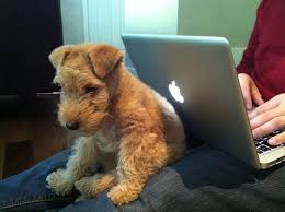 To learn more about each adoptable airedale terrier, click on the i icon for some fast facts, or click on their name or. October 2011 Lakie Love Lakeland Terrier Puppies Terrier Puppies Lakeland Terrier