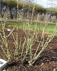 Informative Site On Fall Spring Rose Pruning Pruning Roses Planting Flowers Growing Roses
