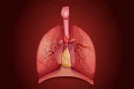 Image result for Thymus