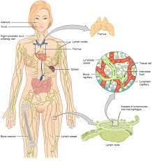 Want to learn more about it? Die Lymphorgane Des Menschen