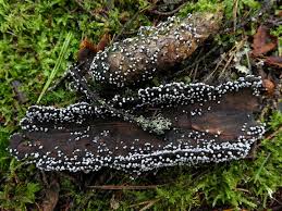 Image result for Melanospermum