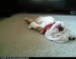 Upward Dog Sleeping Puppies Puppies Cute Animals