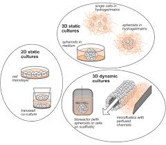 Several other types of tumors can start in the bones. Frontiers New Advances In The Study Of Bone Tumors A Lesson From The 3d Environment Physiology