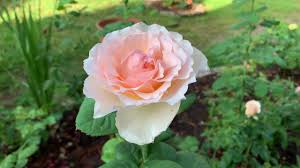It is a great rose with surprisingly few petals. Rose Princesse Charlene De Monaco Youtube