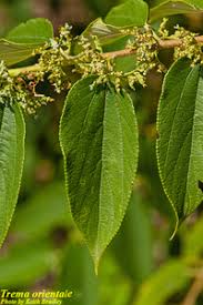 Image result for Trema sp A