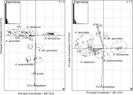 Image result for Diaphananthe odoratissima