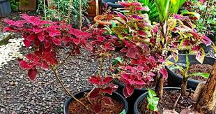 Daun jarak bisa digunakan dengan membuat minyak jarak atau cukup dengan membuat air rebusan jarak. 5 Manfaat Duan Miana Untuk Anak Popmama Com