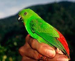 The sangihe hanging parrots (loriculus catamene) are endemic to the small island of sangihe, north of sulawesi, in indonesia where they can be found at elevations up to 3,000 (~1,000m). Sangihe Hanging Parrot Loriculus Catamene Exotic Birds