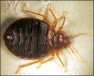 We sell professional do it yourself pest control (diy), exterminator and extermination insecticide, pesticide, chemical and bug killer treatment products to spray, eliminate and exterminate pests. Albany Pest Control Services We Have Bites Everywhere Could They Be From Bedbugs Nature S Way Pest Control