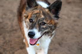 Maybe you would like to learn more about one of these? Australian Shepherd Husky Mix Complete Breed Guide Animal Corner