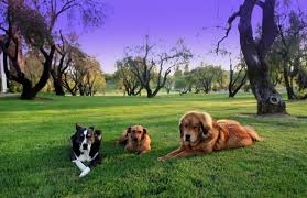 Maybe you would like to learn more about one of these? Dog Boot Camp Near Me Superdog Service Dogs