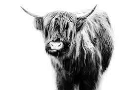 Black And White Cow Pictures To Print Rustic Cow Printable Download In 2020 Cow Pictures Boho Wall Art Engineer Prints