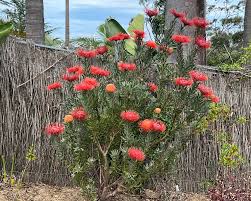 Image result for Leucospermum