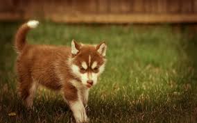 Baby Huskies Brown Wallpapers Wallpaper Cave