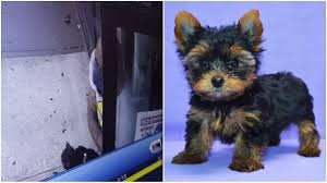 New york stores pet store brooklyn. Dog Gone Shame Couple Allegedly Stole One Month Old Yorkie From Marine Park Pet Store Brooklyn Paper
