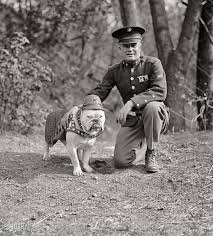 The Marine Corps Mascot In Washington D C 1925 Military Dogs Vintage Dog War Dogs