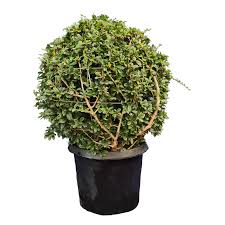 Image result for Malpighia coccigera