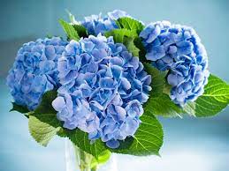 Most are shrubs 1 to 3 meters tall, but some are small trees, and others lianas reaching up to 30 m (98 ft) by climbing up trees. How Long Do Hydrangea Flowers Last Plant Index