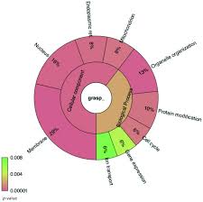 Krona Chart Representing The Gene Ontology Of Mrna Sequences