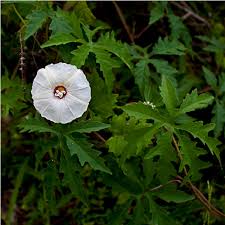 Image result for Merremia verecunda