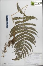 Image result for Christella parasitica