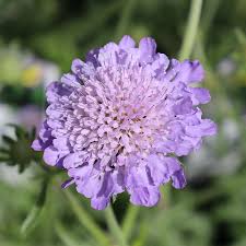 Image result for Scabiosa columbaria