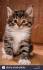 Available Kittens | Moubani Cats | Seattle Siberian Forest ...