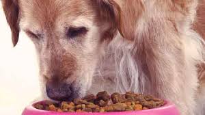 In short, vitamin b6 deficiency results in anemia in dogs, and some dogs are susceptible to skin lesions. Is My Dog Allergic To Chicken Petcarerx