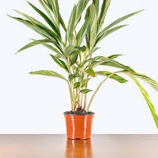 Poisonous Plants For Dogs: 19 Plants That Are Toxic To Dogs
